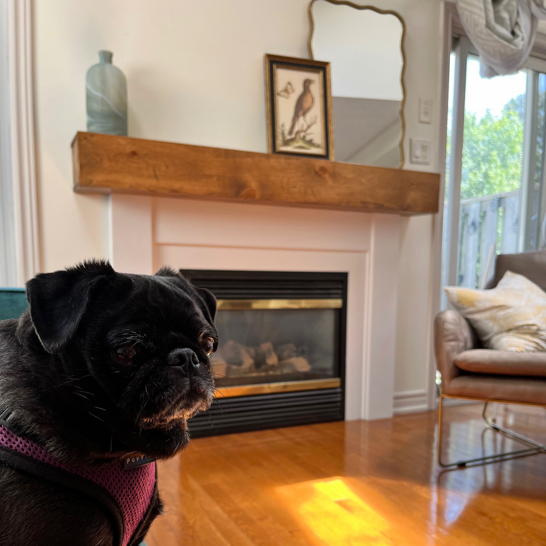 A cute pet sits in front of the finished custom diy fireplace mantel slipcover.