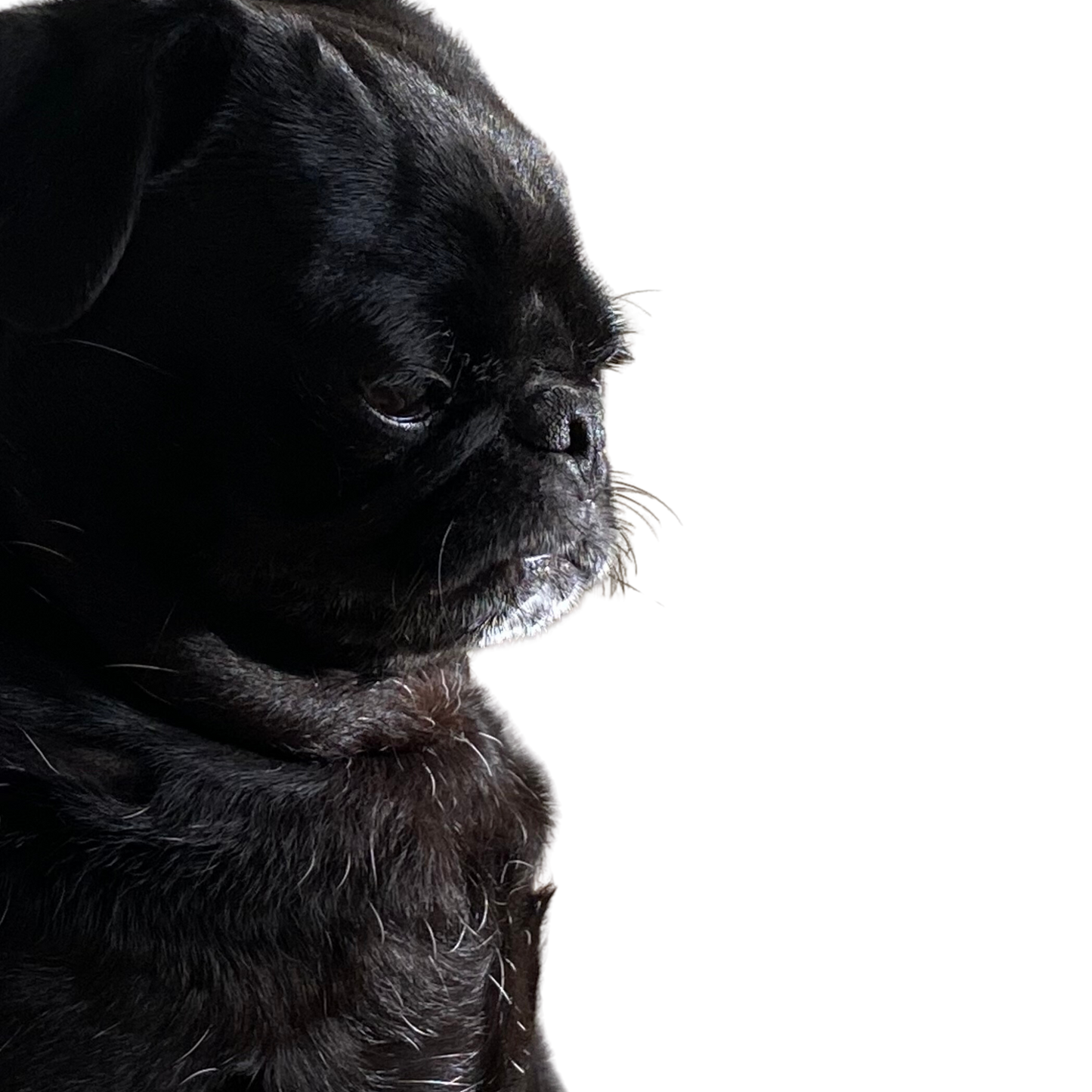 side profile portrait of a grumpy black pug