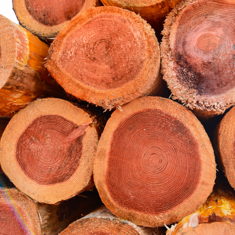 Canadian western red cedar logs.