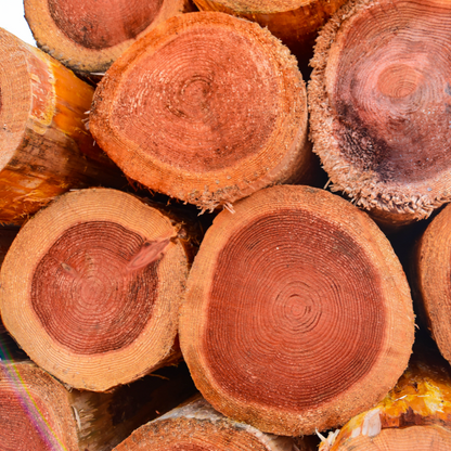 Canadian western red cedar logs.